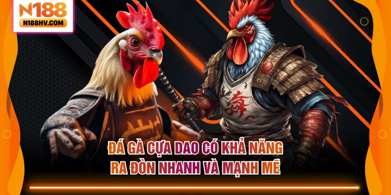 Đá gà cựa dao có khả năng ra đòn nhanh và mạnh mẽ